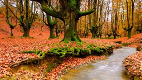 Enchanting Autumn Forest with Mystical Stream wallpaper