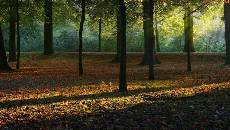 Autumn Sunlight Dancing Through Forest Trees wallpaper