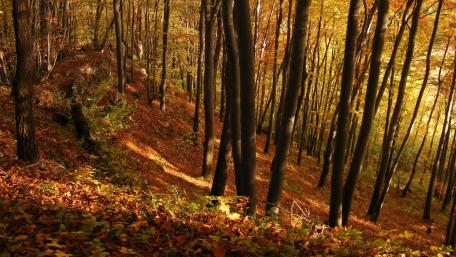 Golden Forest Splendor in Autumn Light wallpaper