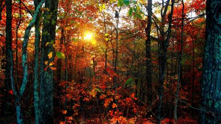 Autumn Sunlight Through Forest Trees wallpaper