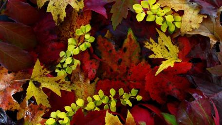 Autumn Leaves Tapestry of Vibrant Hues wallpaper