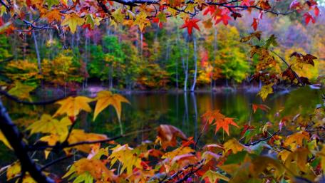 Autumn's Tranquil Reflection by the River's Edge wallpaper