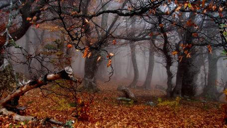 Enchanted Autumn Dreams in Misty Woods wallpaper