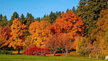 Autumn Colors Illuminate a Sunlit Forest Scene wallpaper