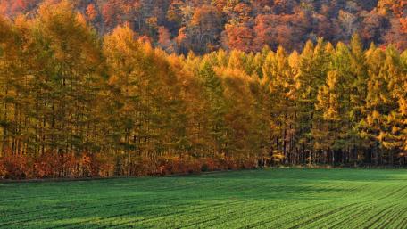 Autumn Symphony in a Forest Landscape wallpaper