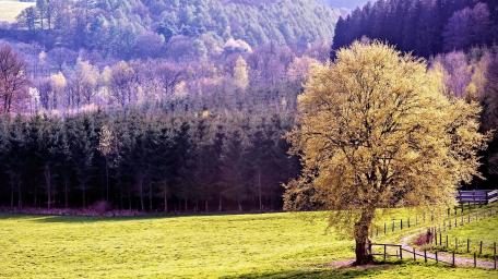 Springtime Serenity in Blooming Meadow wallpaper