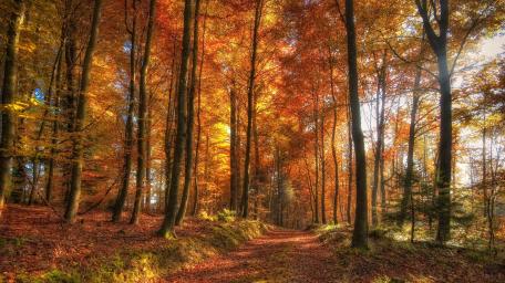 Autumn Sunlight Through Forest Trees wallpaper