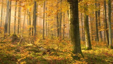 Autumn Forest Tranquility wallpaper