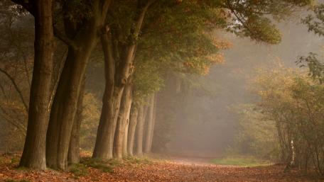 Enchanted Forest Path in Misty Splendor wallpaper