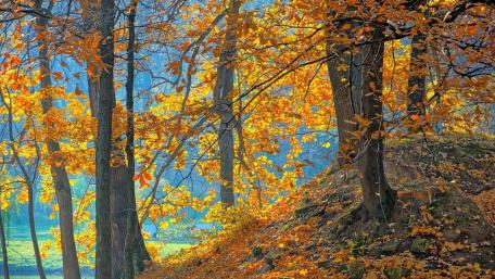 Autumn's Golden Embrace in the Forest wallpaper
