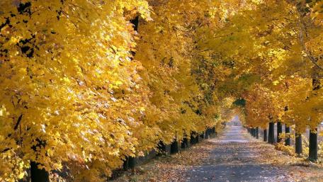 Golden Pathway Under Autumn's Canopy wallpaper