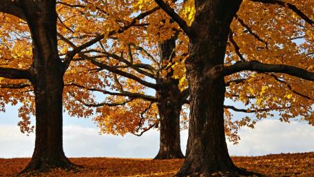 Autumn Splendor in the Woods wallpaper