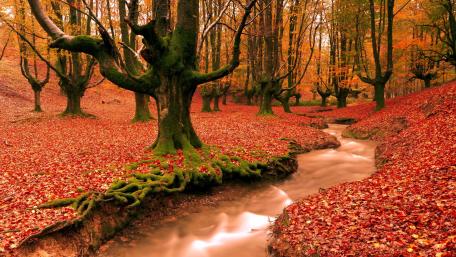 Enchanted Autumn Stream in Forest wallpaper