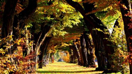Autumn's Golden Pathway in Sunlit Glory wallpaper