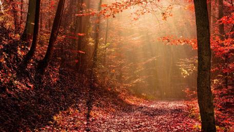 Autumn's Embrace: Sunlit Pathway Through Red Woods wallpaper