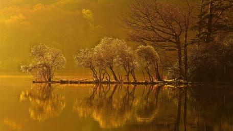Golden Tranquility by the Lake wallpaper