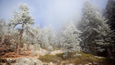 Hoarfrost Wonder in a Hazy Forest Scene wallpaper