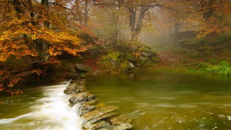Serene Autumn River Amidst Misty Forest wallpaper