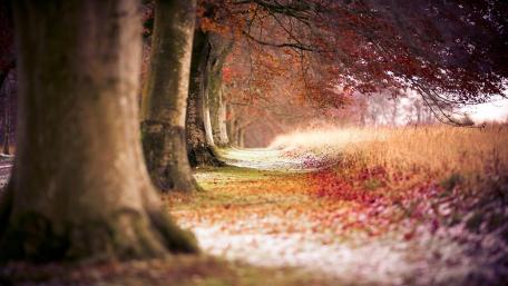 Autumn's Golden Path through the Trees wallpaper