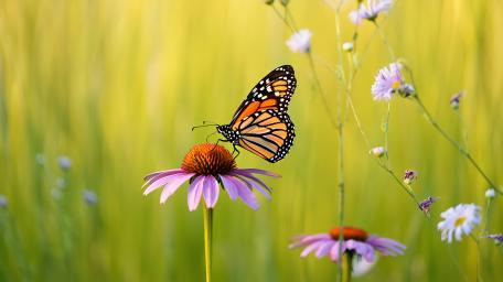 Butterfly Grace Captured in 4K AI Art wallpaper