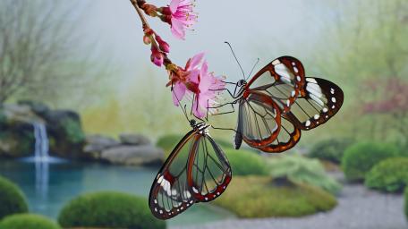 Butterflies with Transparent Wings in Serene Nature Scene wallpaper