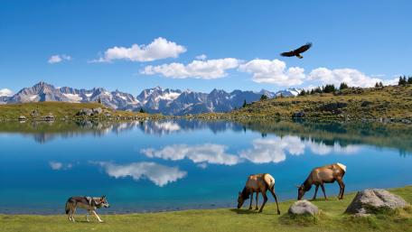 Grazing in Tranquil Wilderness wallpaper