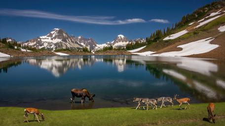 Majestic Wilderness Reflections in 5K wallpaper