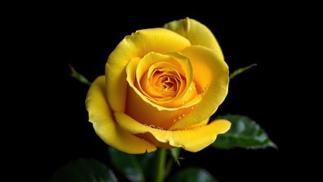 Yellow Rose wallpaper