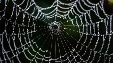 Along Came A Spider wallpaper