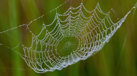 Intricate Dew-Kissed Web Wonder wallpaper