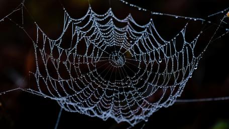 Intricate Web of Nature in Dewy Splendor wallpaper