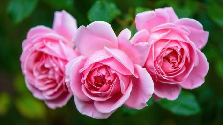 Pink Roses in Full Bloom wallpaper