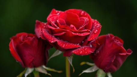 Wet Red Roses wallpaper