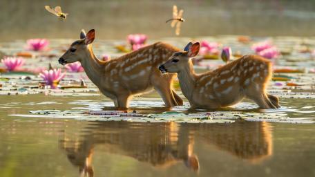 Fawns in Tranquil Lily Pond Wonderland wallpaper