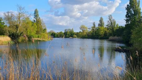 Tranquil Reflections on a Serene Lake wallpaper