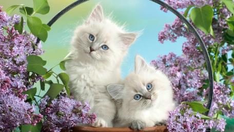 White Feline Duo in Blossoming Lilacs wallpaper