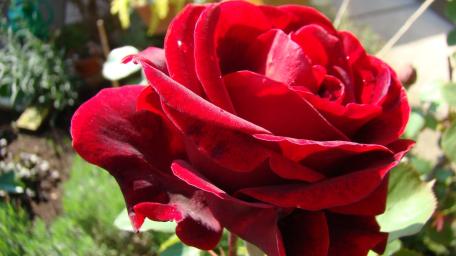 Red Rose in the garden wallpaper