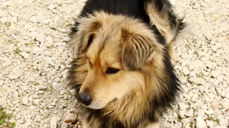 Gentle Companion Relaxing on Gravel Ground wallpaper