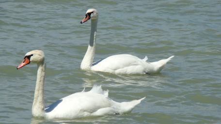 Elegant Swans Gliding on Lake Balaton wallpaper
