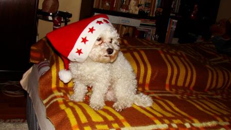Festive Dog in a Santa Hat wallpaper