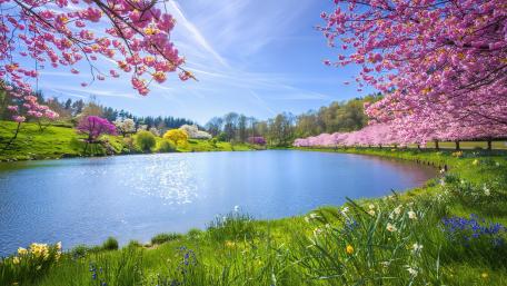 Cherry Blossoms on The Lake wallpaper