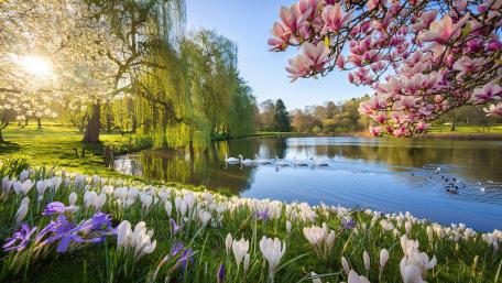 Spring Flowers On The Lake wallpaper