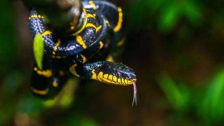 Golden-Crowned Mangrove Snake in Tropical Habitat wallpaper