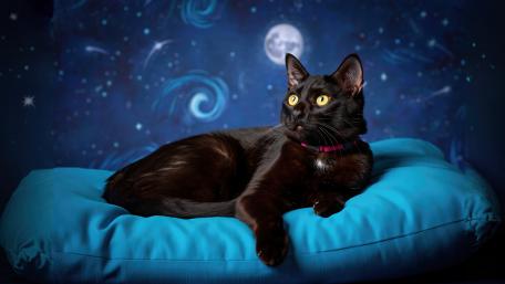 Midnight Magic A Mystical Feline Gaze wallpaper