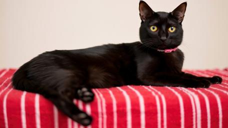Black Cat Elegance in 4K wallpaper