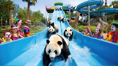 Pandas Enjoying a Splashing Adventure wallpaper