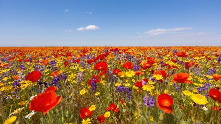Vibrant Summer Flower Field in 8K wallpaper