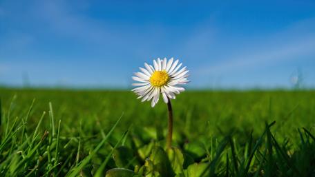 Serene Daisy on a Grassy Field wallpaper
