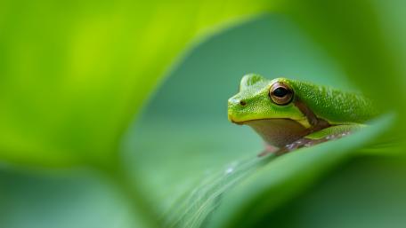 Green Leaf Watcher wallpaper
