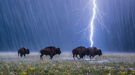 Buffalos Charging Through Stormy Plains wallpaper